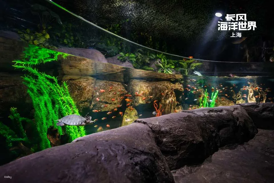 [China] Shanghai Changfeng Ocean World Tickets
