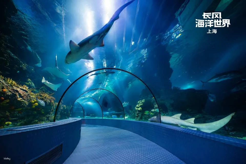[China] Shanghai Changfeng Ocean World Tickets