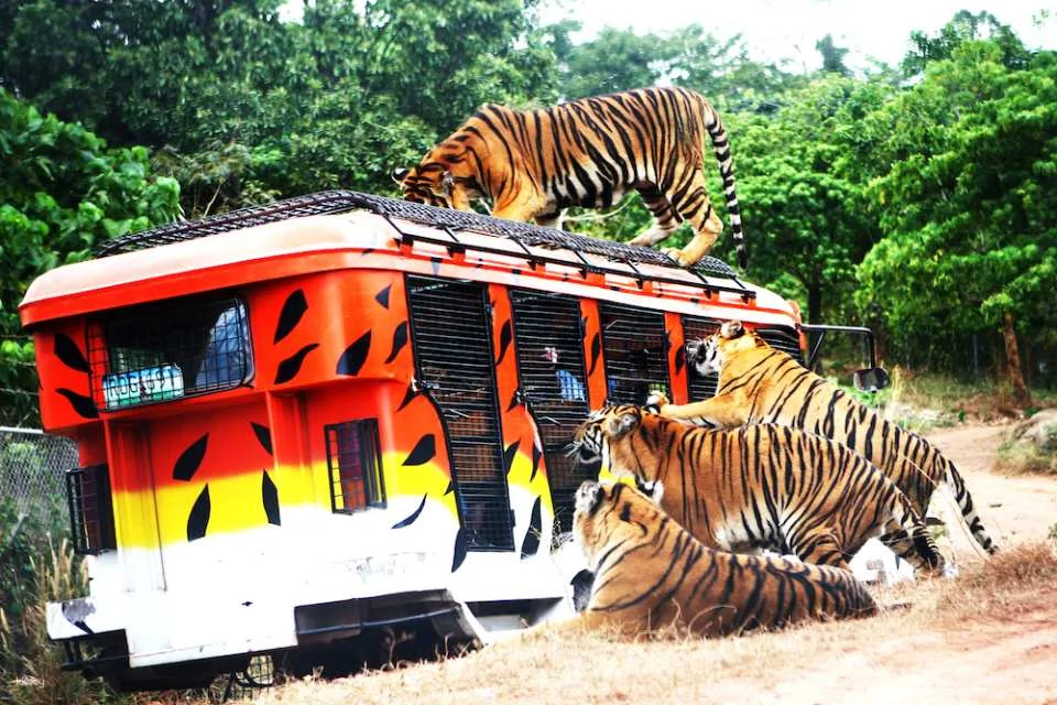 Subic Zoobic Safari Admission Ticket | Philippines