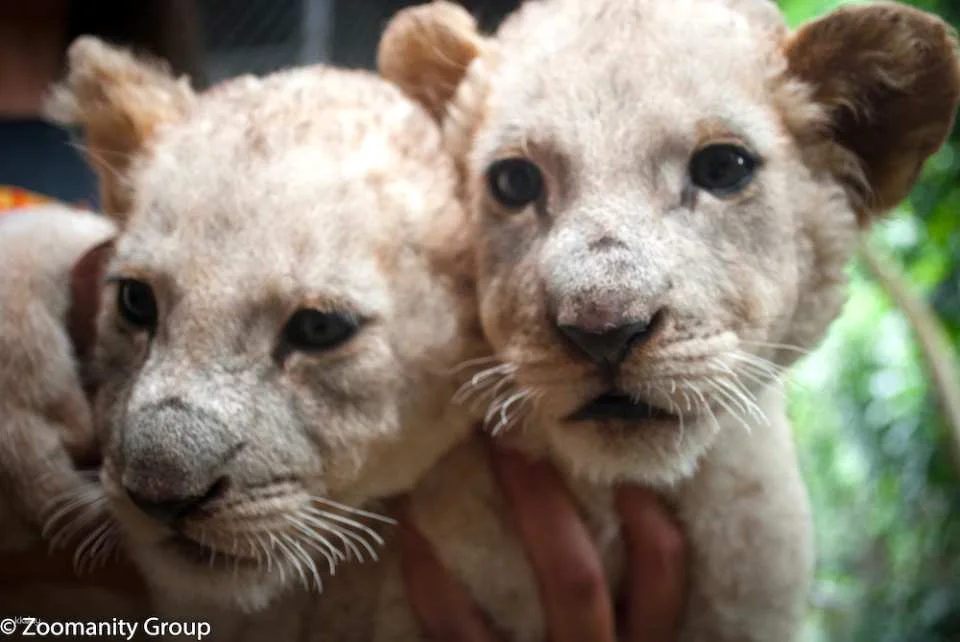 Subic Zoobic Safari Admission Ticket | Philippines