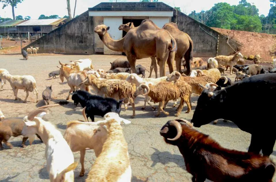 Subic Zoobic Safari Admission Ticket | Philippines