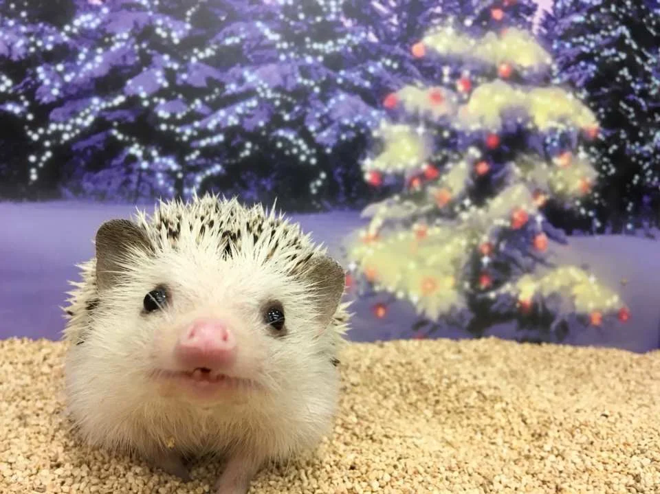 Tokyo | 1-hour Hedgehog Cafe Experience | ChikuChikuCAFE - Hedgehog Home & Cafe in Shibuya