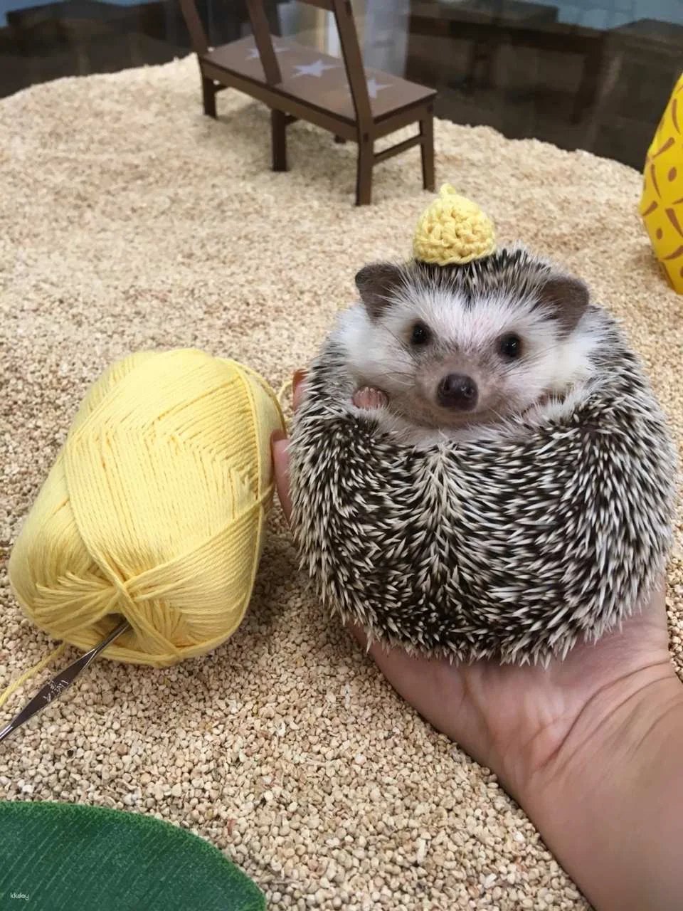 Tokyo | 1-hour Hedgehog Cafe Experience | ChikuChikuCAFE - Hedgehog Home & Cafe in Shibuya