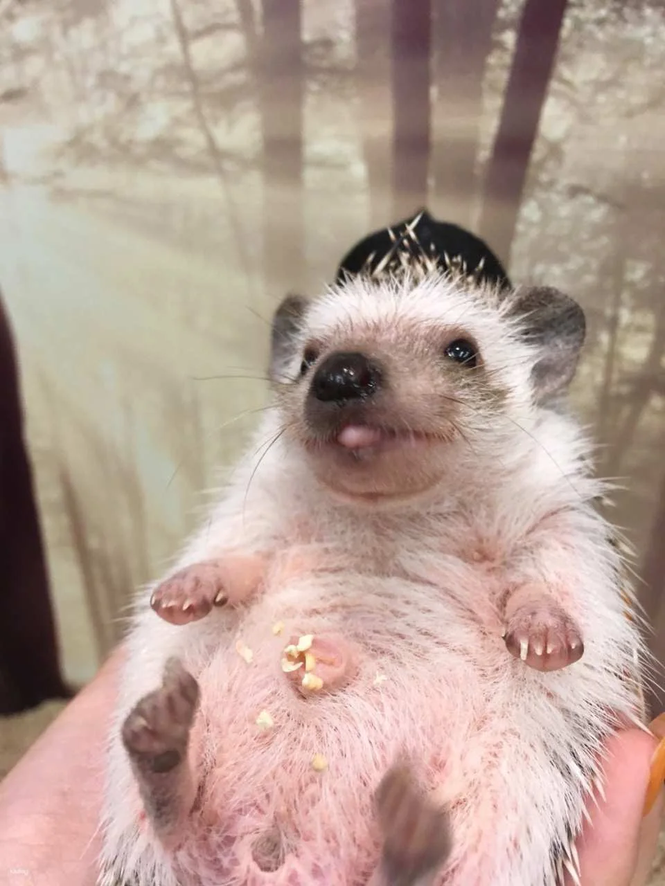 Tokyo | 1-hour Hedgehog Cafe Experience | ChikuChikuCAFE - Hedgehog Home & Cafe in Shibuya