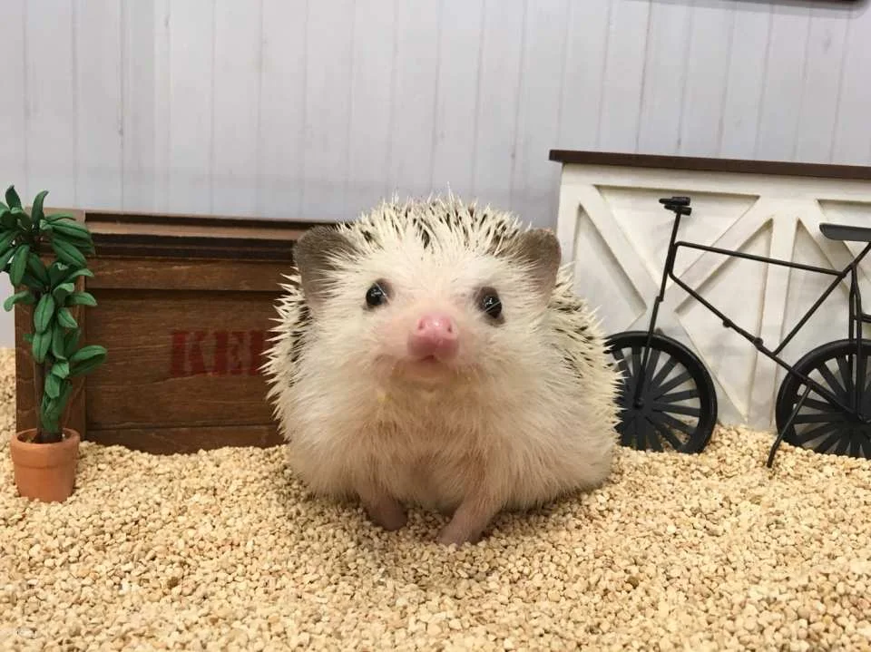 Tokyo | 1-hour Hedgehog Cafe Experience | ChikuChikuCAFE - Hedgehog Home & Cafe in Shibuya