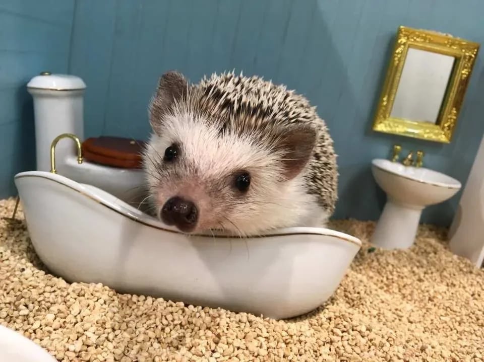Tokyo | 1-hour Hedgehog Cafe Experience | ChikuChikuCAFE - Hedgehog Home & Cafe in Shibuya