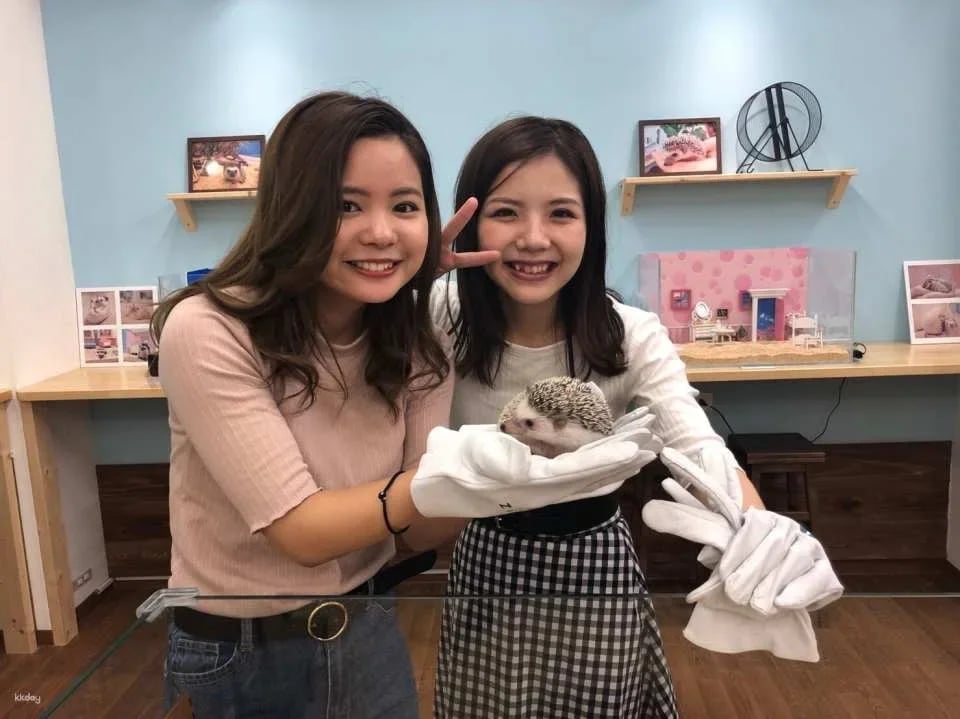 Tokyo | 1-hour Hedgehog Cafe Experience | ChikuChikuCAFE - Hedgehog Home & Cafe in Shibuya