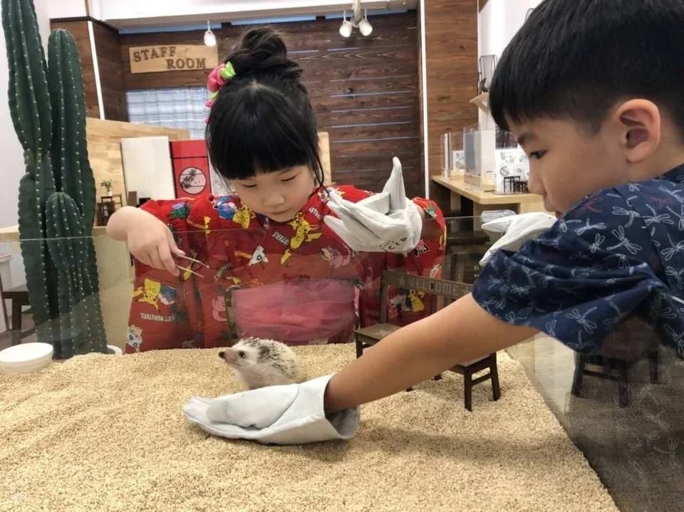 Tokyo | 1-hour Hedgehog Cafe Experience | ChikuChikuCAFE - Hedgehog Home & Cafe in Shibuya
