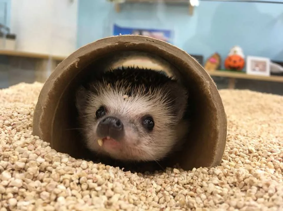 Tokyo | 1-hour Hedgehog Cafe Experience | ChikuChikuCAFE - Hedgehog Home & Cafe in Shibuya