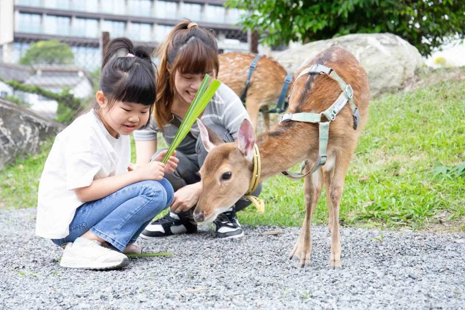 Yilan Green Dance Japanese Theme Park Ticket