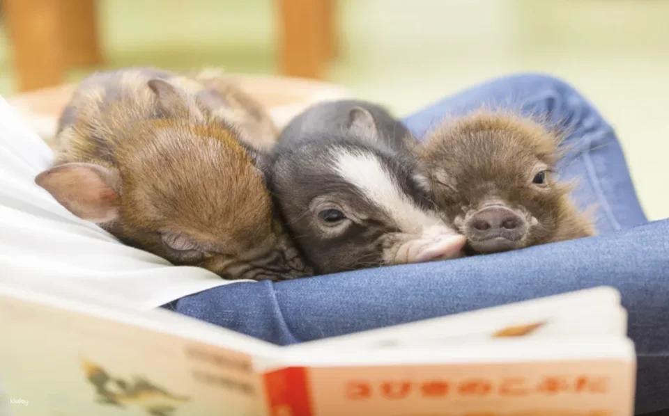 [Multiple Locations in Japan | Tokyo, Osaka, Fukuoka, Sapporo] Mipig Pig Cafe Experience Reservation | Popular Healing Animal Interaction (526484)