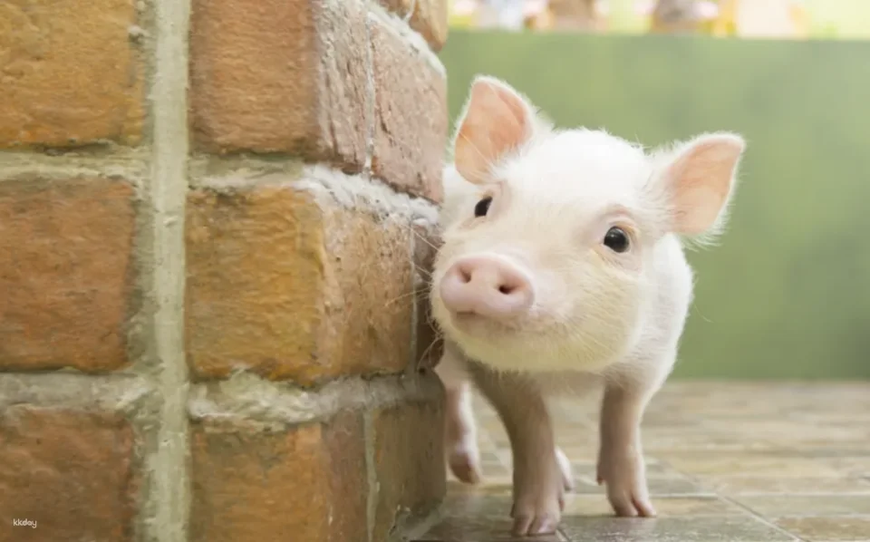[Multiple Locations in Japan | Tokyo, Osaka, Fukuoka, Sapporo] Mipig Pig Cafe Experience Reservation | Popular Healing Animal Interaction