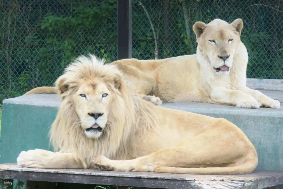 [300 yen discount] Nasu Safari Park (admission ticket + lion bus + feeding) (Nasu Town, Tochigi Prefecture)