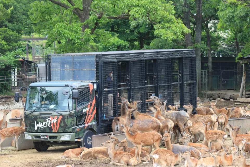 [300 yen discount] Nasu Safari Park (admission ticket + lion bus + feeding) (Nasu Town, Tochigi Prefecture)