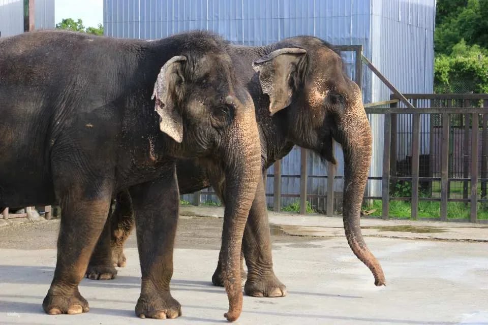 [300 yen discount] Nasu Safari Park (admission ticket + lion bus + feeding) (Nasu Town, Tochigi Prefecture)
