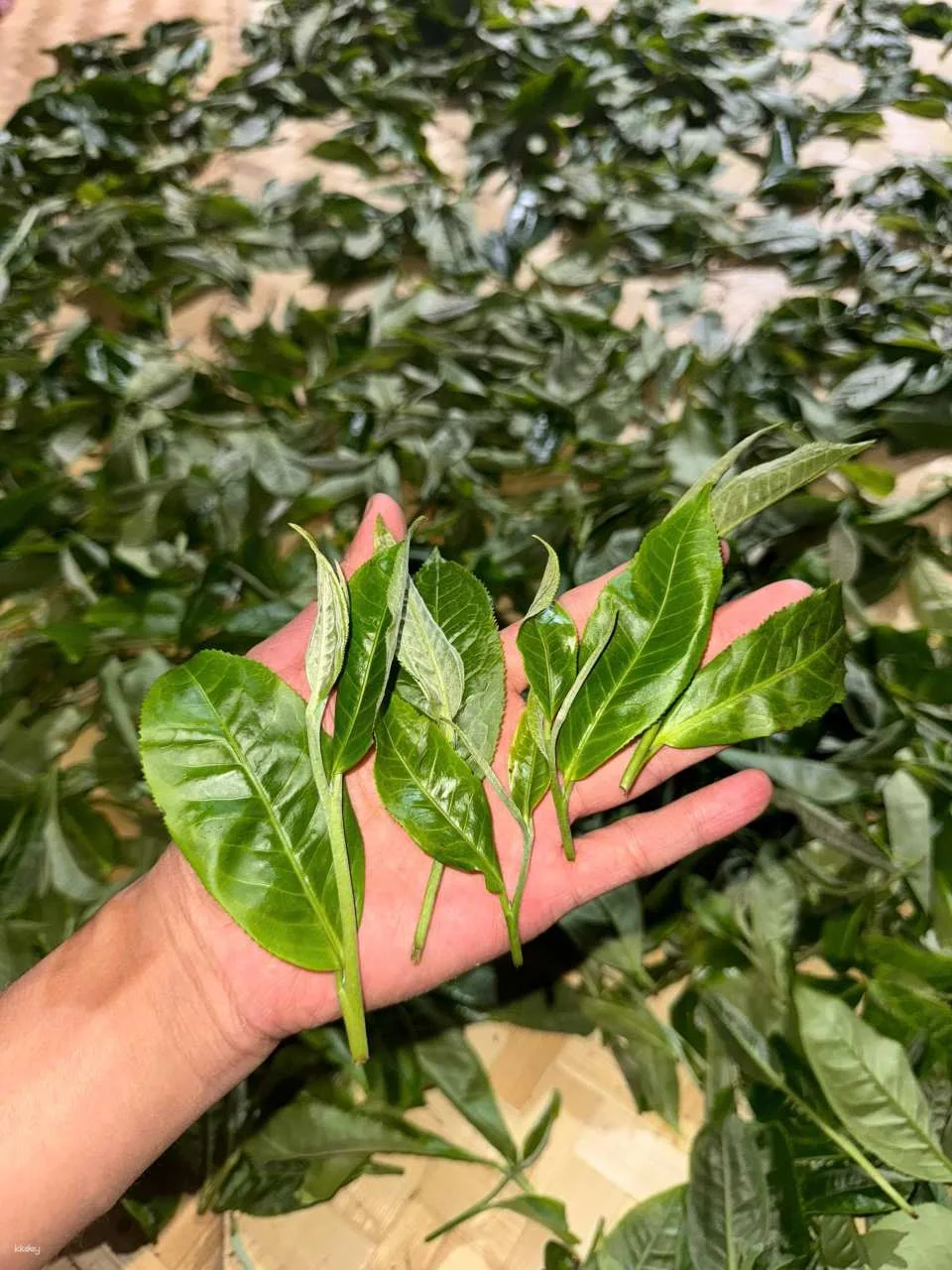 Hanoi Tea Tasting & Train Street Private Tour with Local Lunch (Buncha & Banhmi) | Hanoi, Vietnam