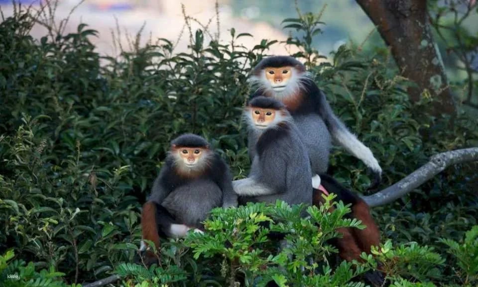 Uncover Da Nang’s Most Unique Treasures: Marble Mountain, Monkey Mountain, Lady Buddha, Ba Na Hills & the Iconic Golden Bridge | Vietnam
