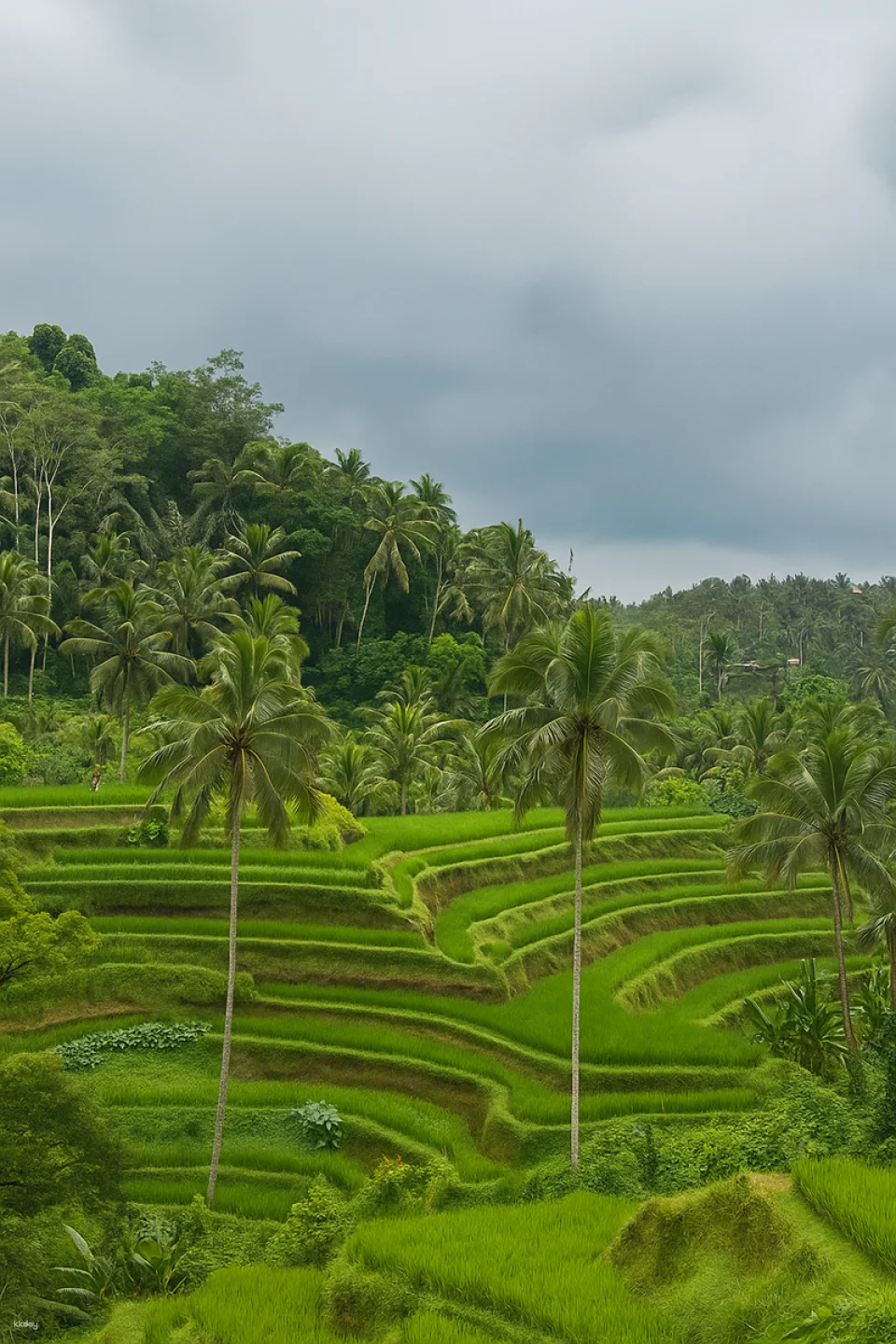 Ubud & Kintamani 2-Day Tour: Ubud Highlights + Mount Batur Jeep Sunrise