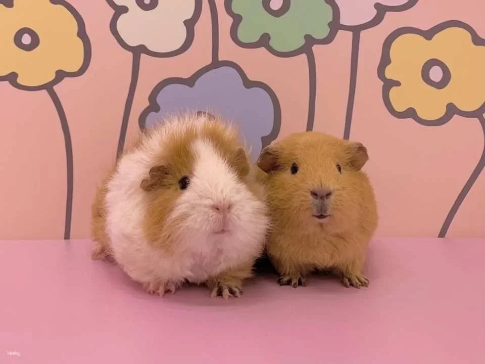Tokyo, Japan | Harajuku Kyun-Kyun Zoo Tickets | Hedgehog and Hamster Interactive Experience
