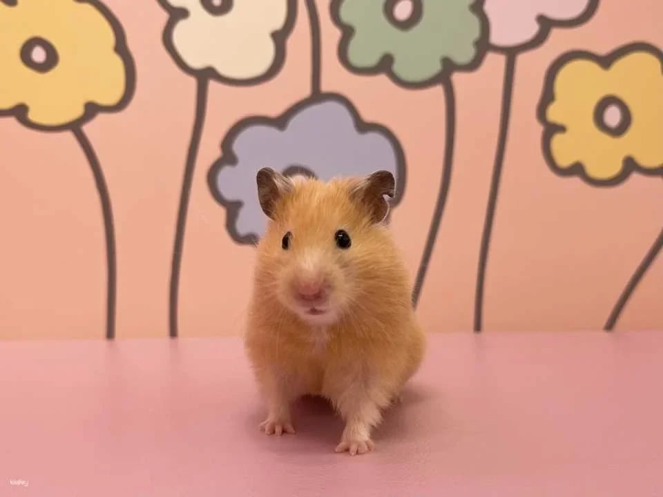 Tokyo, Japan | Harajuku Kyun-Kyun Zoo Tickets | Hedgehog and Hamster Interactive Experience