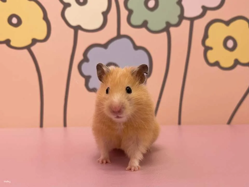 Tokyo, Japan | Harajuku Kyun-Kyun Zoo Tickets | Hedgehog and Hamster Interactive Experience