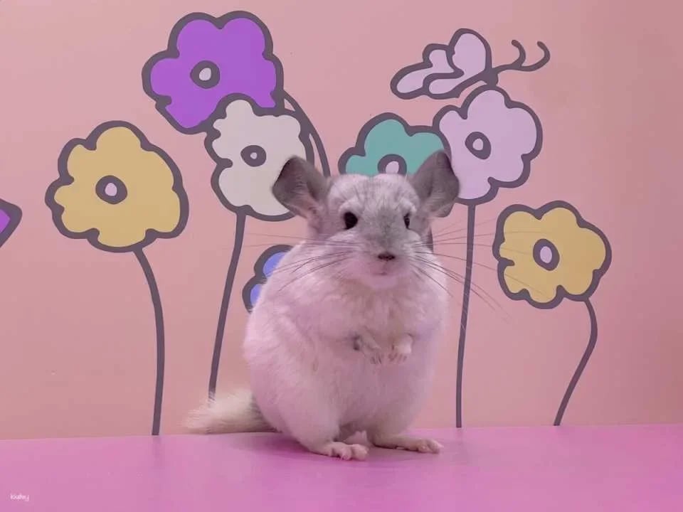 Tokyo, Japan | Harajuku Kyun-Kyun Zoo Tickets | Hedgehog and Hamster Interactive Experience