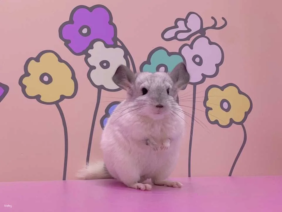 Tokyo, Japan | Harajuku Kyun-Kyun Zoo Tickets | Hedgehog and Hamster Interactive Experience