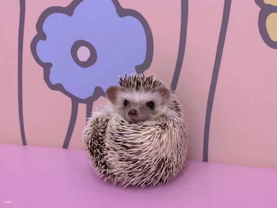 Tokyo, Japan | Harajuku Kyun-Kyun Zoo Tickets | Hedgehog and Hamster Interactive Experience