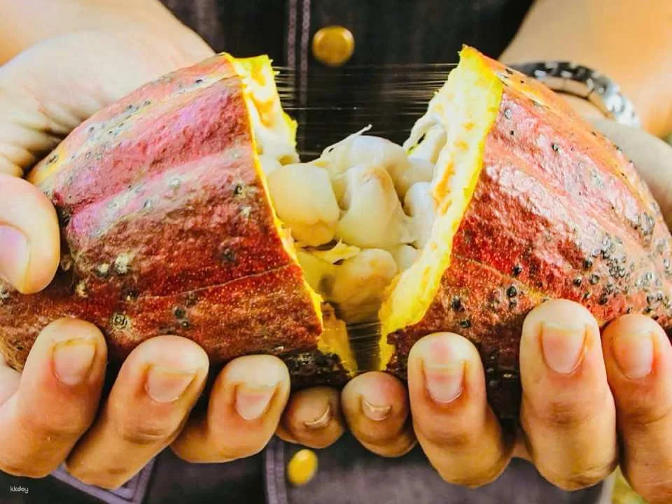 Phu Quoc Chocolate Experiences | Bittersweet Chocolate Factory Local Tour & Workshop