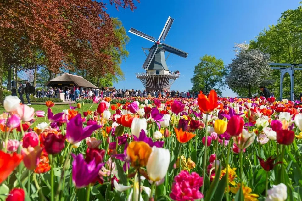 Flower Parade & Keukenhof Entry Ticket with Shuttle | Netherlands
