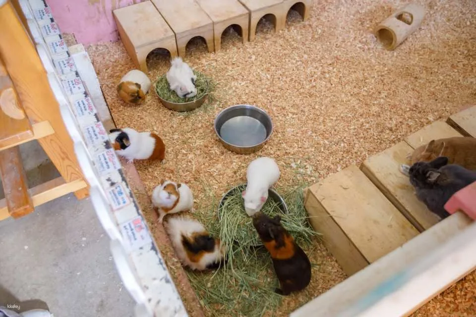 Osaka Animal Interaction Park, Japan: Enjoy playing with adorable animals, farm feeding and walking experiences