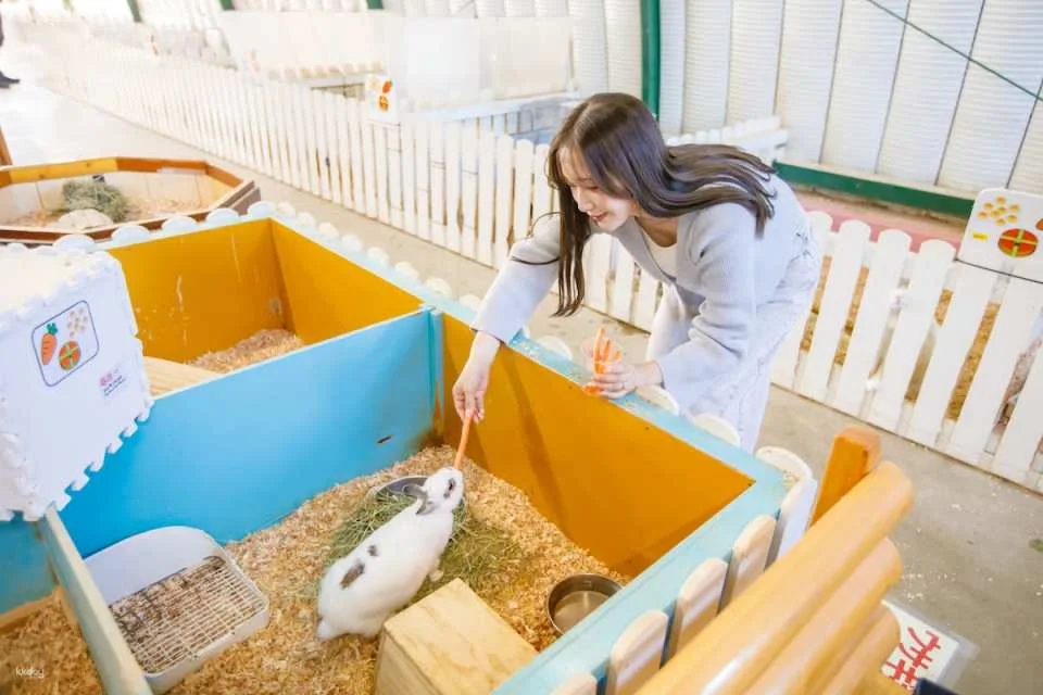 Osaka Animal Interaction Park, Japan: Enjoy playing with adorable animals, farm feeding and walking experiences
