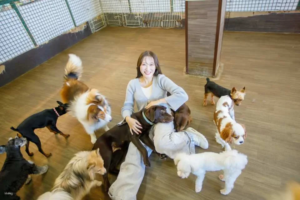 Osaka Animal Interaction Park, Japan: Enjoy playing with adorable animals, farm feeding and walking experiences