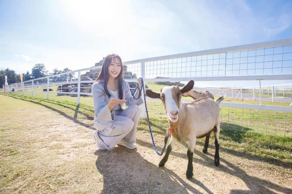 Osaka Animal Interaction Park, Japan: Enjoy playing with adorable animals, farm feeding and walking experiences