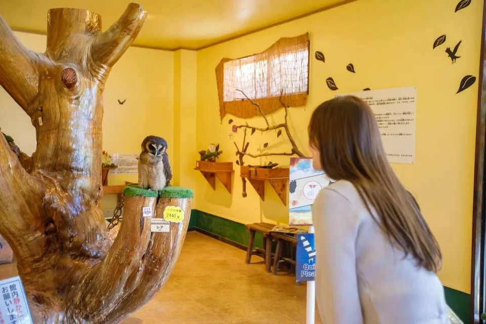 Osaka Animal Interaction Park, Japan: Enjoy playing with adorable animals, farm feeding and walking experiences