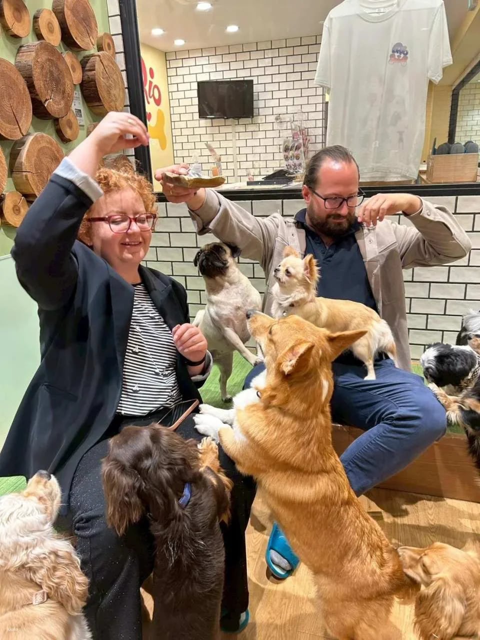 Rio Dog Cafe Interactive Experience | Shinjuku, Harajuku, Akihabara, Asakusa, Kyoto
