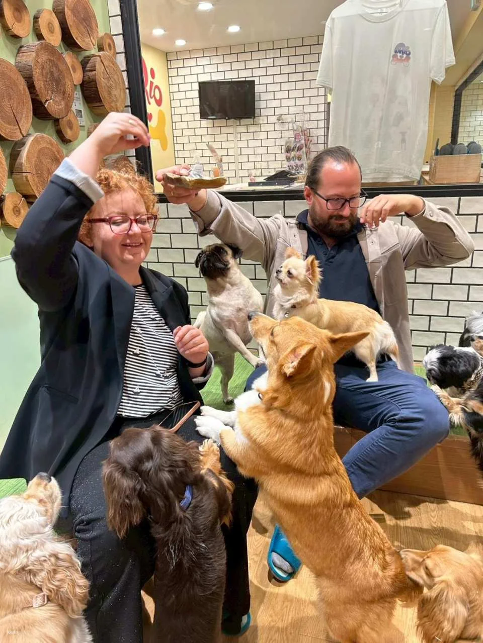 Rio Dog Cafe Interactive Experience | Shinjuku, Harajuku, Akihabara, Asakusa, Kyoto
