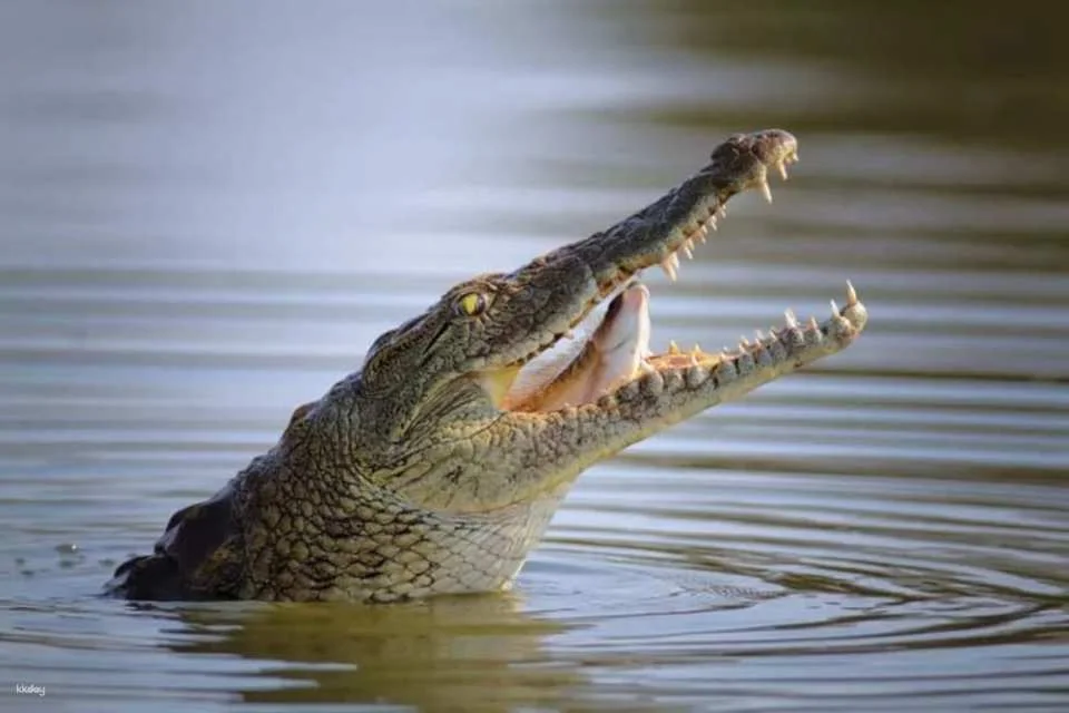 Private Dubai city tour with Crocodile Park visit