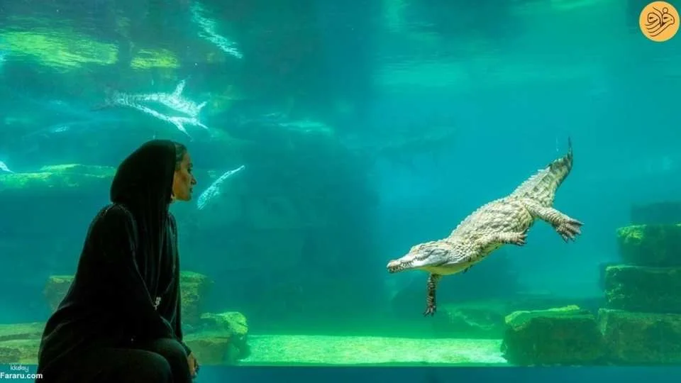Private Dubai city tour with Crocodile Park visit