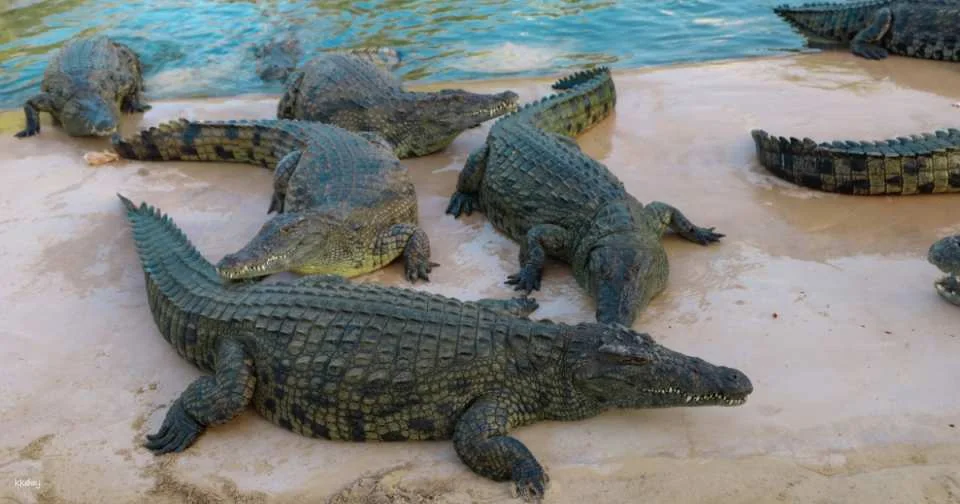 Private Dubai city tour with Crocodile Park visit