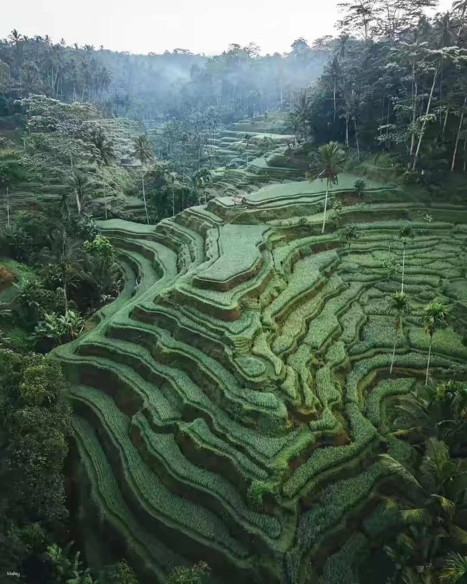 Ubud Half-Day Tour | Monkey Forest, Rice Terrace, Swing & Coffee Plantation | Departure from Bali