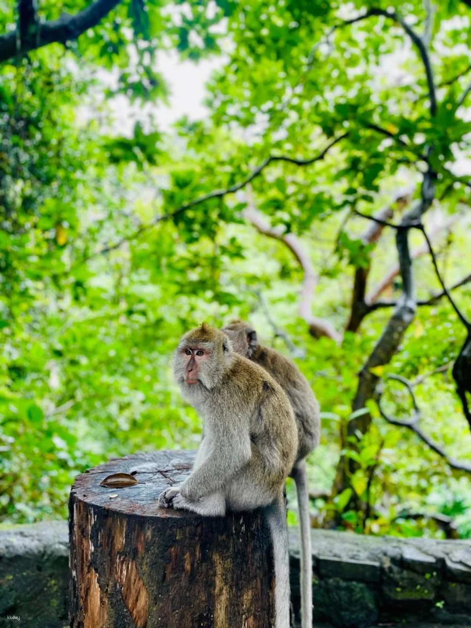 Ubud Half-Day Tour | Monkey Forest, Rice Terrace, Swing & Coffee Plantation | Departure from Bali