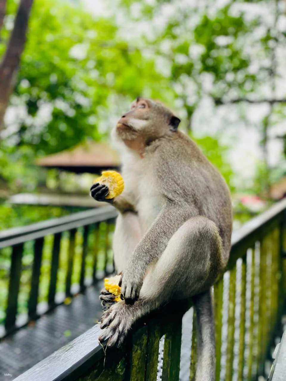 Ubud Half-Day Tour | Monkey Forest, Rice Terrace, Swing & Coffee Plantation | Departure from Bali
