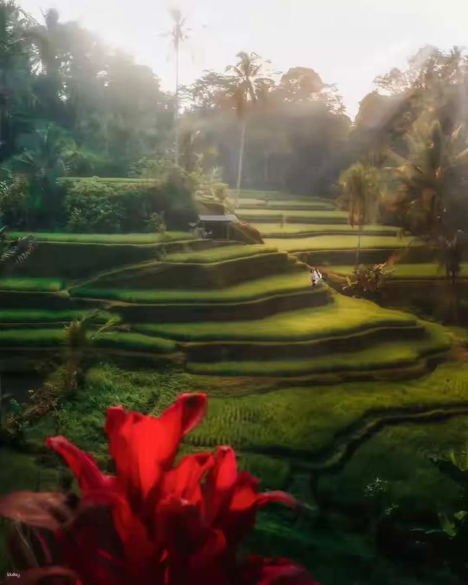 Ubud Half-Day Tour | Monkey Forest, Rice Terrace, Swing & Coffee Plantation | Departure from Bali
