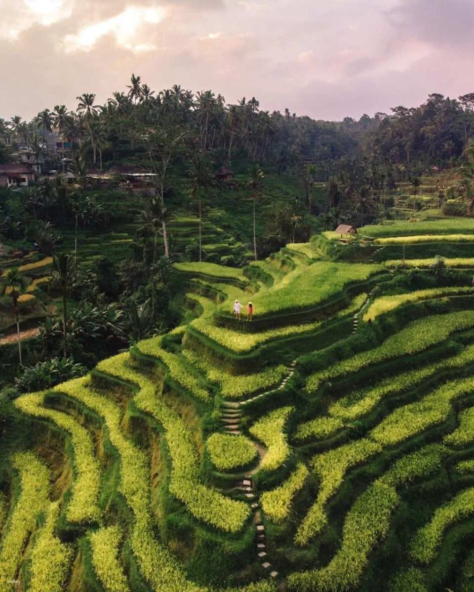 Ubud Half-Day Tour | Monkey Forest, Rice Terrace, Swing & Coffee Plantation | Departure from Bali