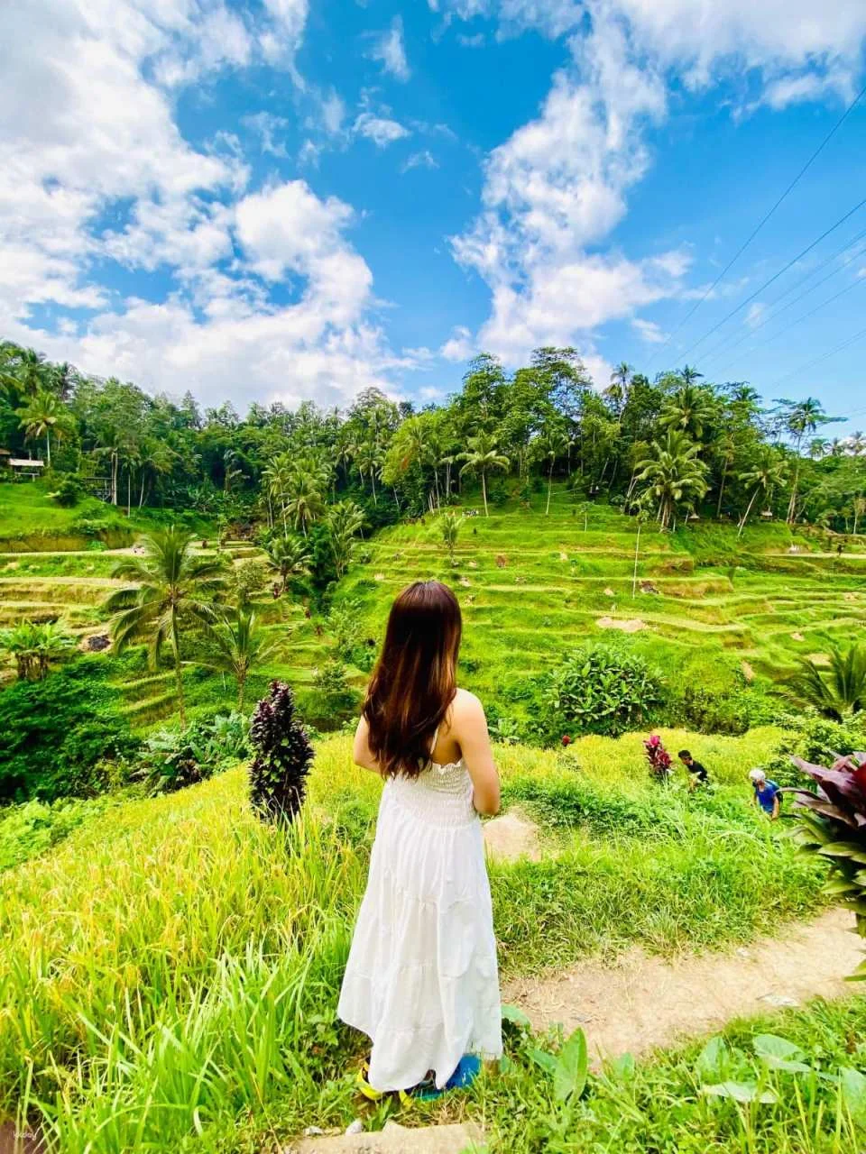 Ubud Half-Day Tour | Monkey Forest, Rice Terrace, Swing & Coffee Plantation | Departure from Bali
