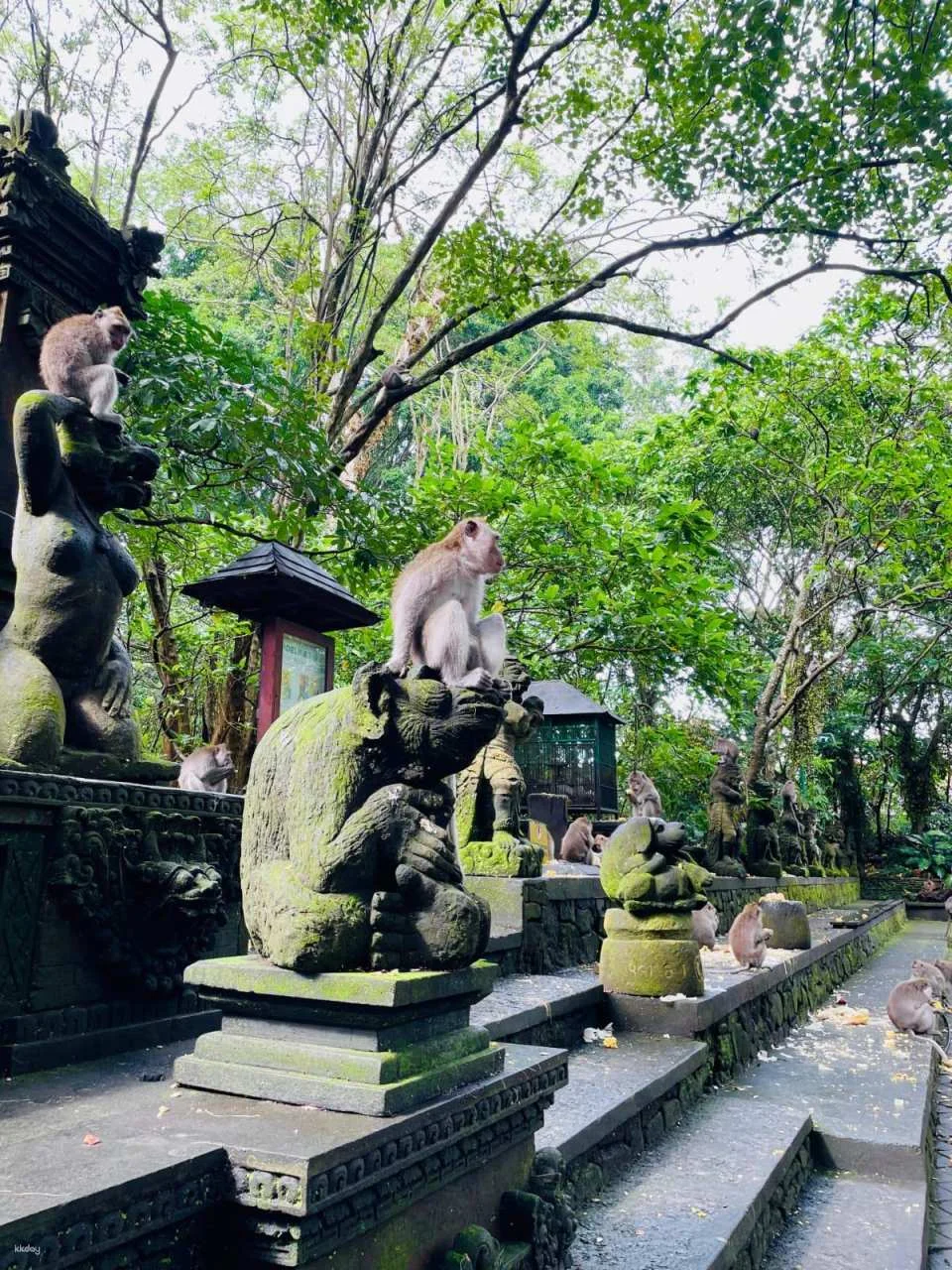 Ubud Half-Day Tour | Monkey Forest, Rice Terrace, Swing & Coffee Plantation | Departure from Bali