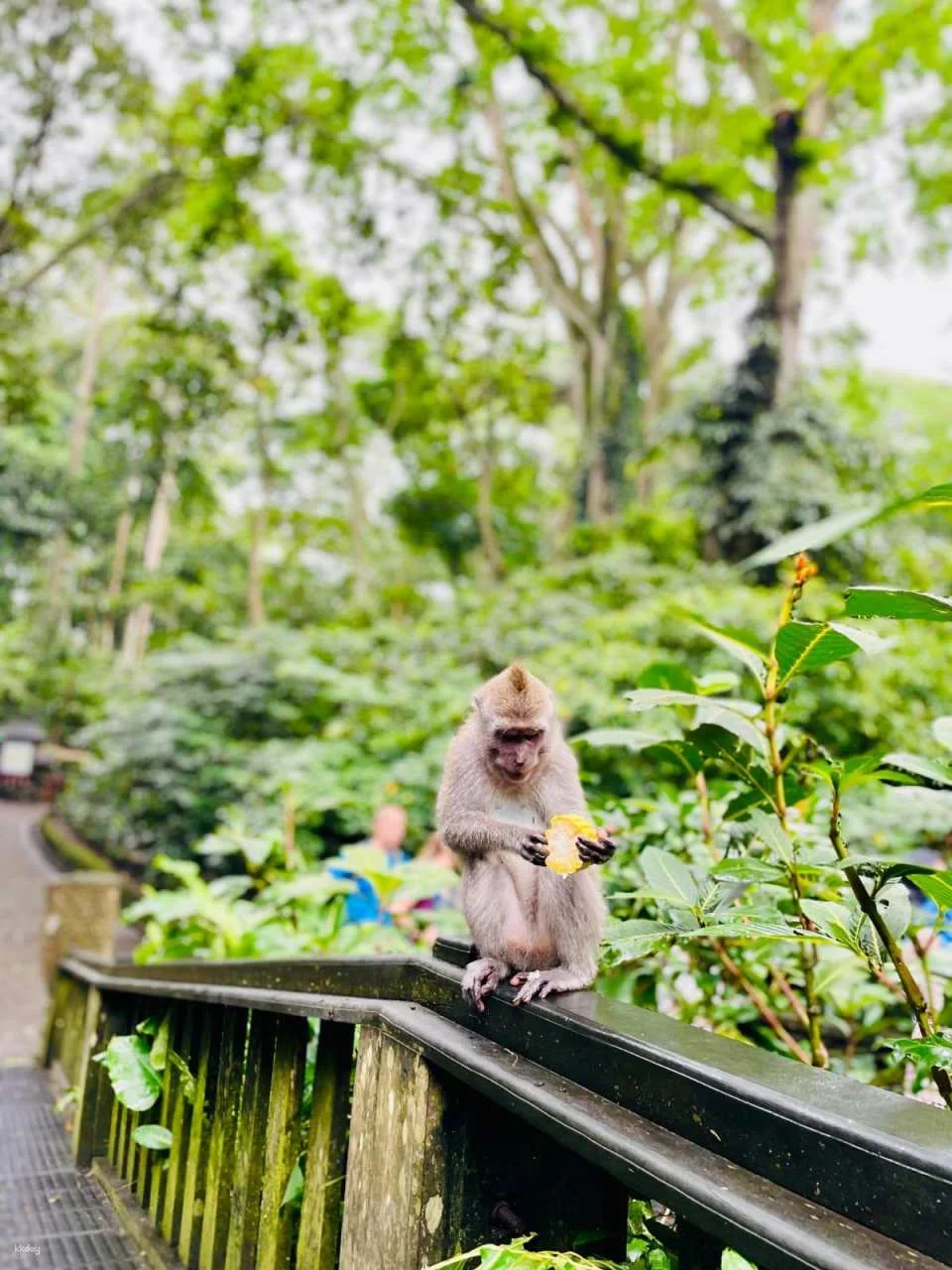Ubud Half-Day Tour | Monkey Forest, Rice Terrace, Swing & Coffee Plantation | Departure from Bali