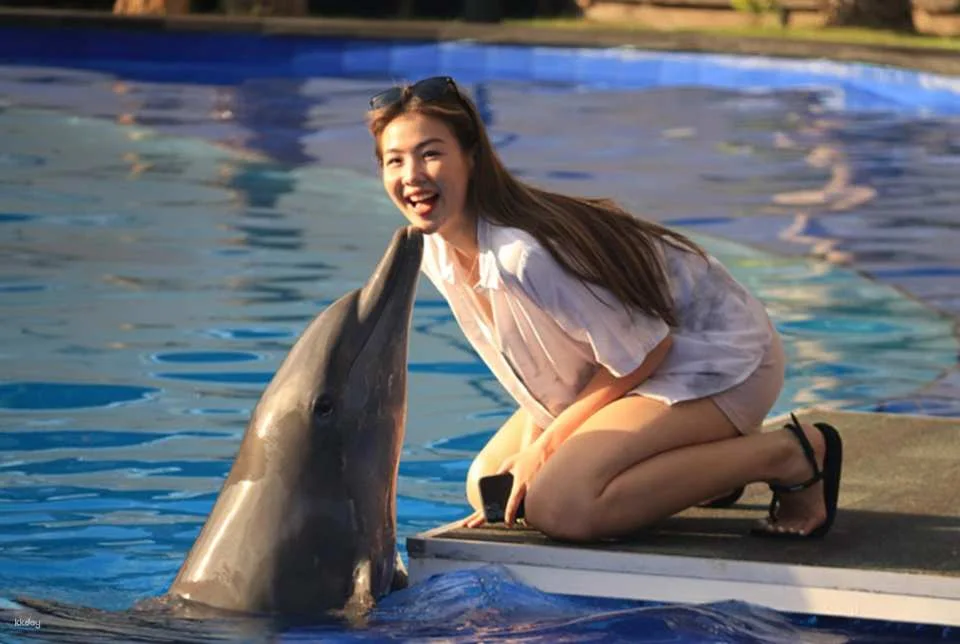 Bali Dolphin Explorer - Memorable Dolphin Experience with High Tea Experience | Departure from Bali