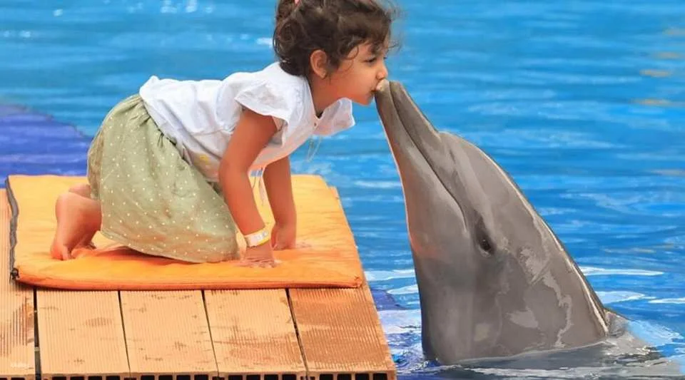 Bali Dolphin Explorer - Memorable Dolphin Experience with High Tea Experience | Departure from Bali